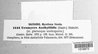 Uromyces anthyllidis image